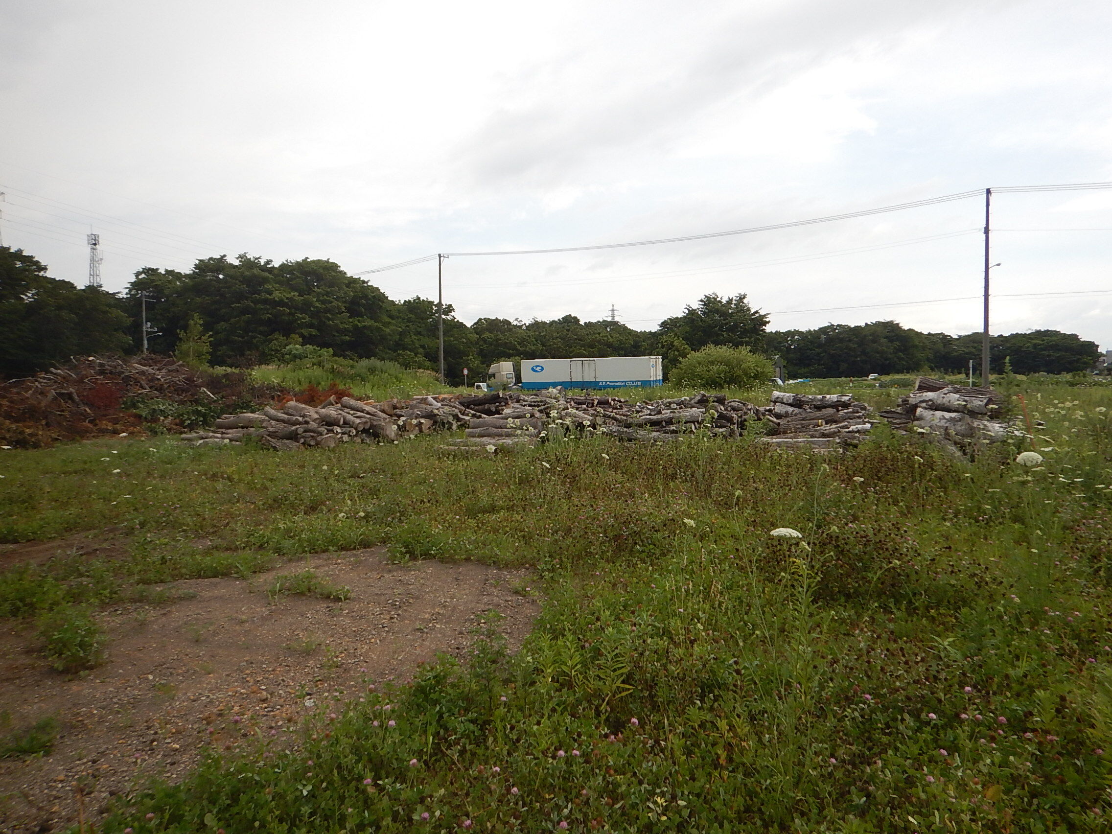旧青空公園 伐採木配布.JPG