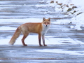 キタキツネ