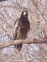 1月16日オオワシ幼鳥