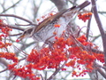 0207ツグミ　ナナカマド