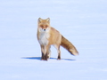 0220キタキツネ