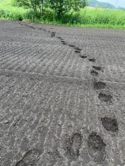 ヒグマ足跡.jpg