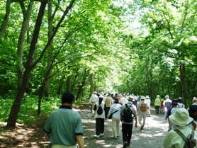 新緑の青葉公園内のコースを歩く参加者の皆さん
