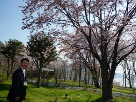 支笏湖地区の見事な桜に思わずニンマリ「支笏湖温泉地区の桜は本当に見応えのある桜の名所です。」