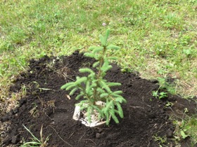 無事植樹されたアラスカ松