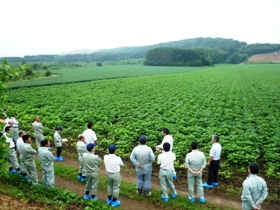 清水農場の広大な大豆、小豆畑の風景