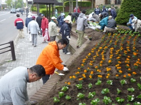 庁舎東側（仲の橋通）花壇で来客者をお出迎え