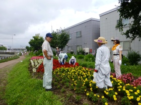 千歳川沿いのきれいな花壇（散歩におすすめのコースです）