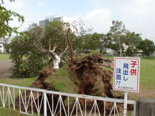 公園の倒木写真