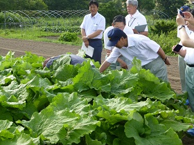 ごぼうの生育状況